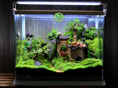 Terrarium-Cuộc Sống Yên Bình