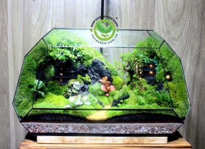 Terrarium-MS10.1
