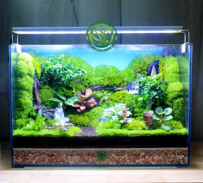 Terrarium Lối Về Bình Yên 40