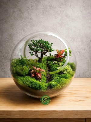 Terrarium Cầu 22