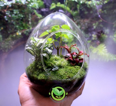 Terrarium-Trứng 12