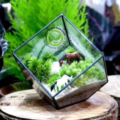 Terrarium Moss Đa Giác Vuông 10cm