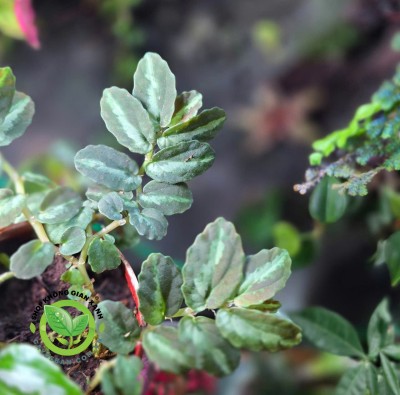 Thằn Lằn bay - Dây dưa hấu Pellionia repens