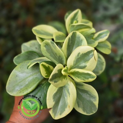 Trường Sinh Cẩm Thạch