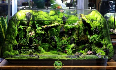 Terrarium Vulcan Natural 86
