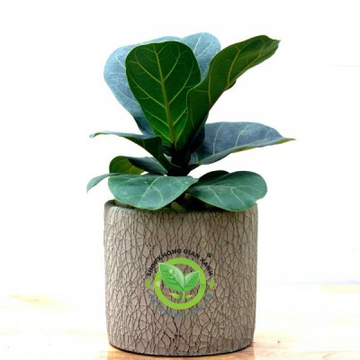 Cây Bàng Singapore