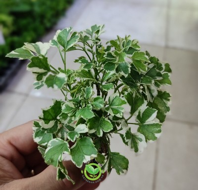 Đinh Lăng Lá Vằn cẩm thạch