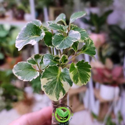 Đinh lăng cẩm thạch lá tròn