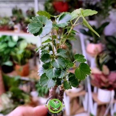 Đinh lăng lá khía