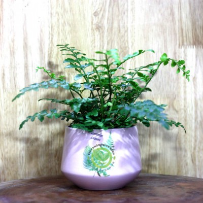 Cây Dương Xỉ Bình An