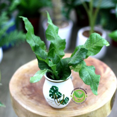 Cây Dương Xỉ Cá Sấu