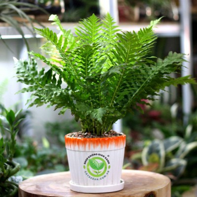 Cây Dương Xỉ Khổng Tước