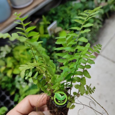 Cây dương xỉ mini