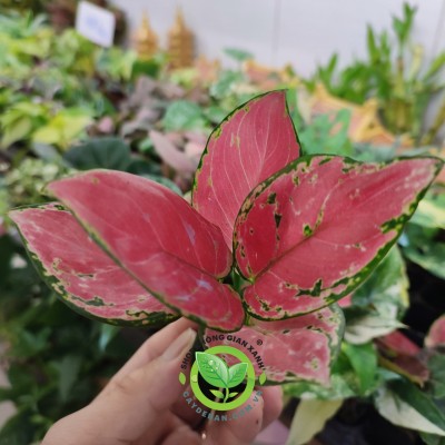 Cây Hồng Lộc mini