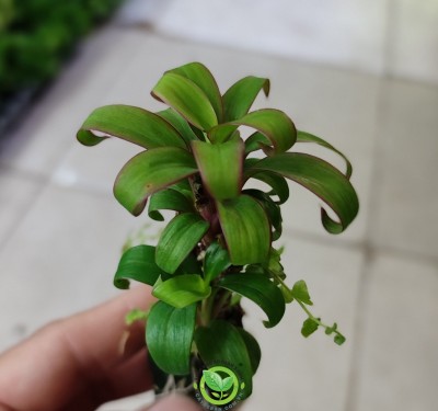 Cây Huyết Dụ mini