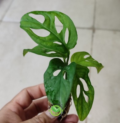 Trầu Bà Lỗ mini