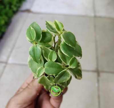 Cây càng cua cẩm thạch mini