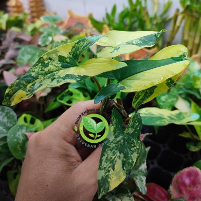 Cây Mũi Tên Vàng