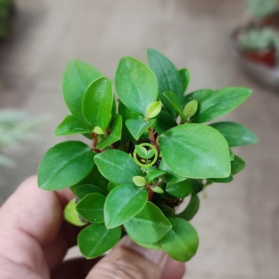 Trường Sinh mini - cao su non