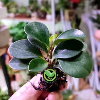 Cây Trường Sinh thuần xốp