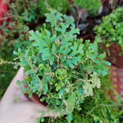 Cây Uyển Bá dạ quang