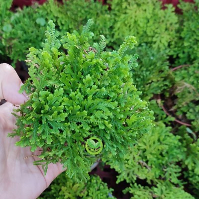 Cây Uyển Bá xanh