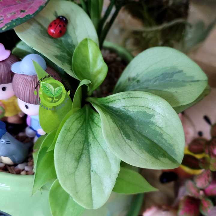 Cây Trường Sinh cẩm thạch thuần xốp