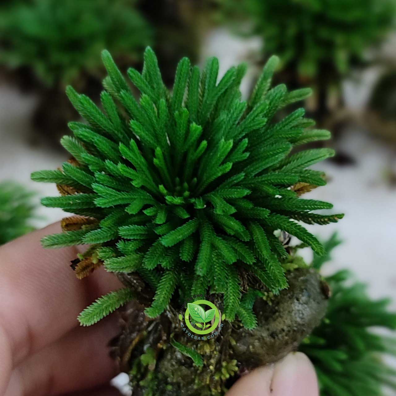 Cây Trường Sinh Thảo mini