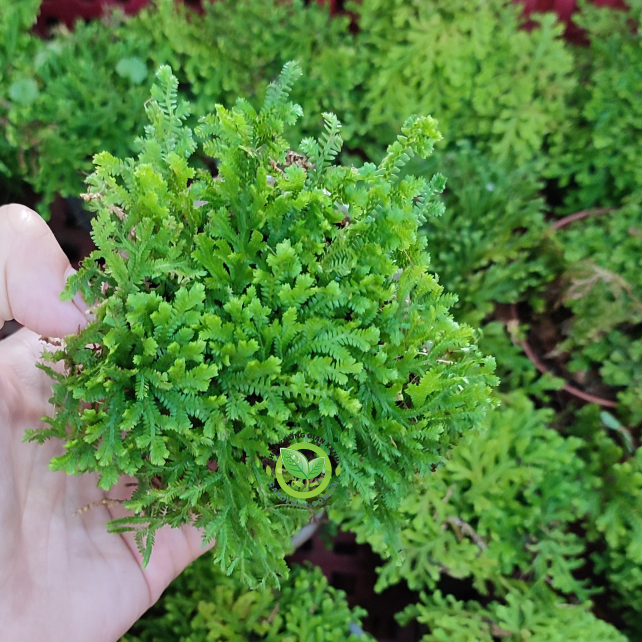 Cây Uyển Bá xanh