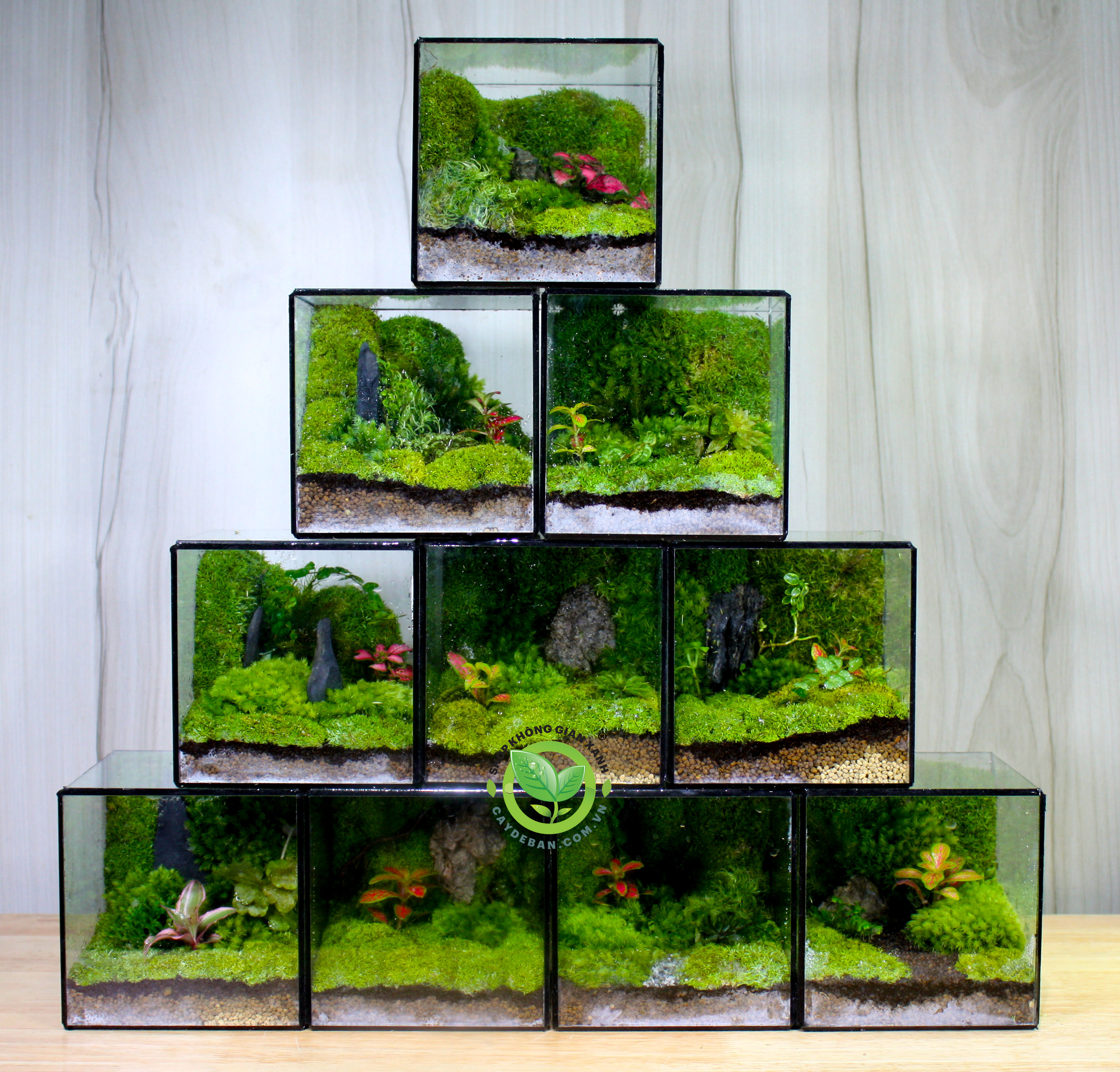 Terrarium Vuông 12cm