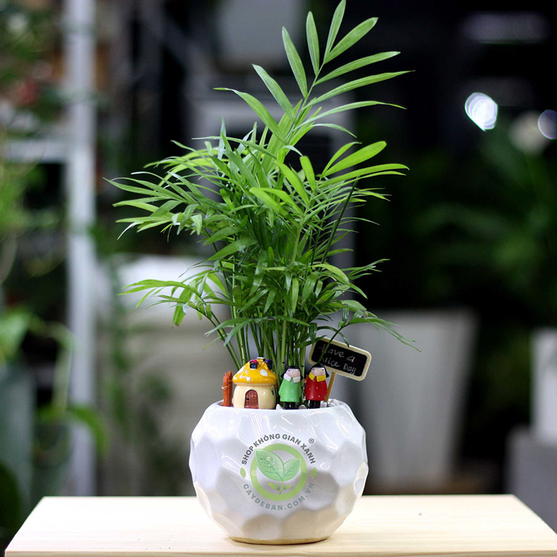 Cây cau tiểu trâm