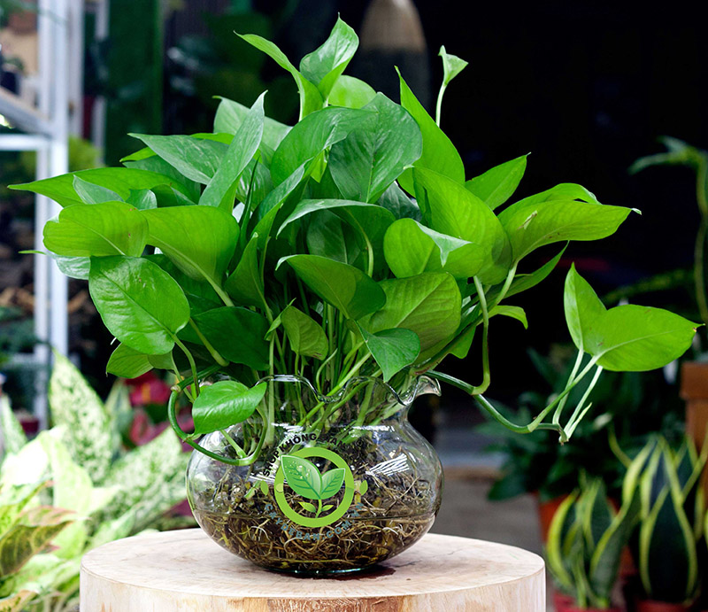 Cây trầu bà xanh