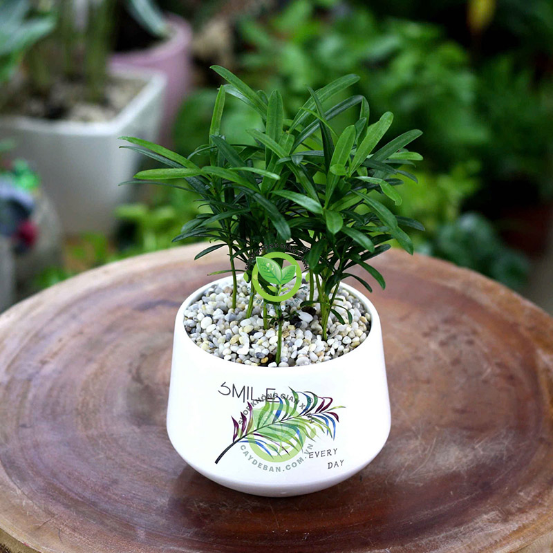 Cây vạn niên tùng