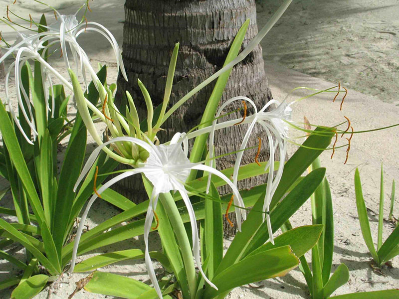 các loại cây cảnh ngoài trời các loại cây cảnh ngoài trời