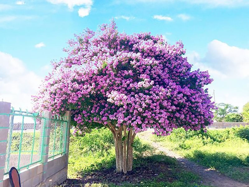 các loại cây cảnh ngoài trời các loại cây cảnh ngoài trời