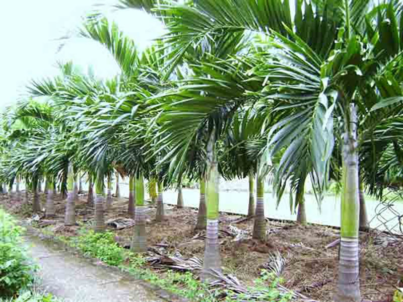 các loại cây cảnh ngoài trời các loại cây cảnh ngoài trời