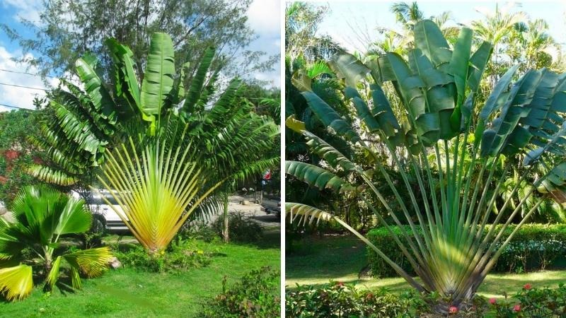 các loại cây cảnh ngoài trời các loại cây cảnh ngoài trời