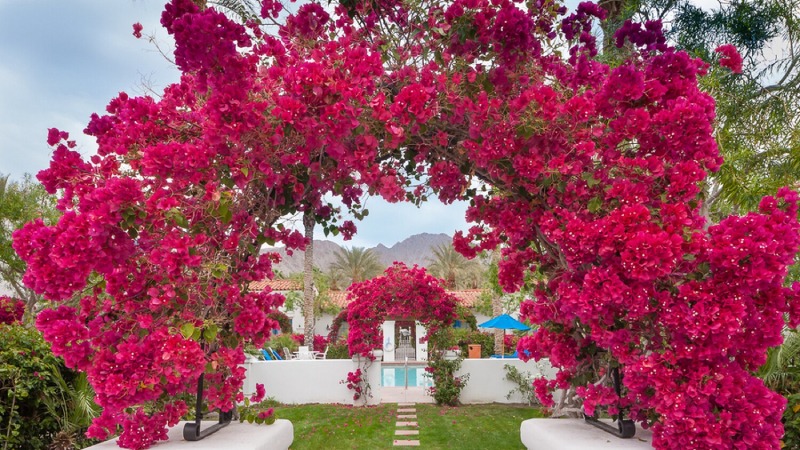 các loại cây cảnh ngoài trời các loại cây cảnh ngoài trời