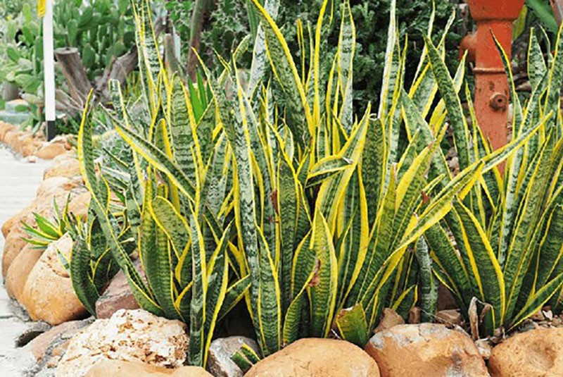 các loại cây cảnh ngoài trời các loại cây cảnh ngoài trời