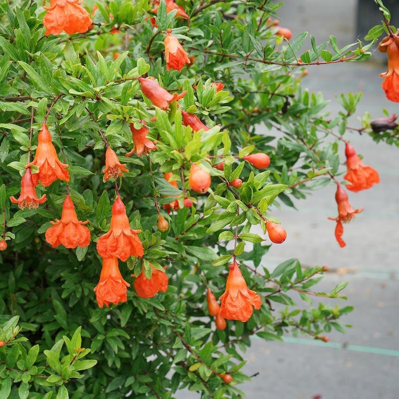 các loại cây cảnh ngoài trời các loại cây cảnh ngoài trời