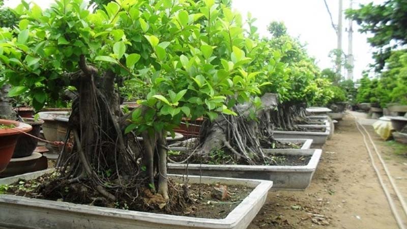 các loại cây cảnh ngoài trời các loại cây cảnh ngoài trời