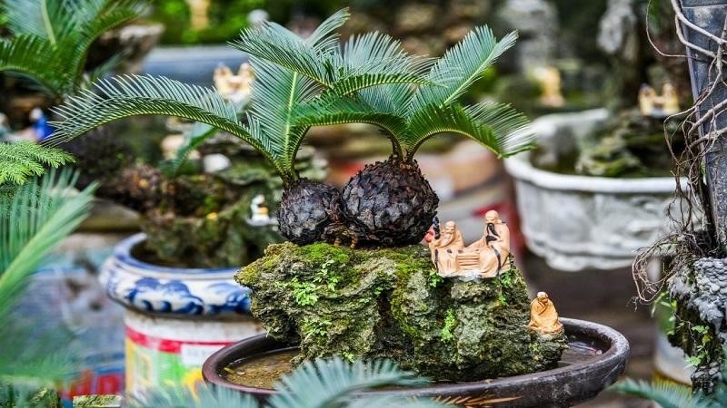 các loại cây cảnh ngoài trời các loại cây cảnh ngoài trời