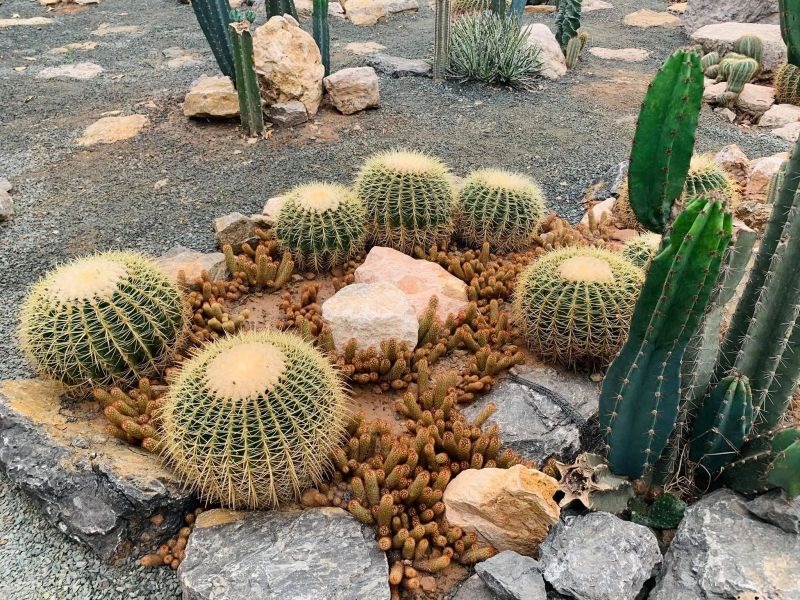 các loại cây cảnh ngoài trời các loại cây cảnh ngoài trời