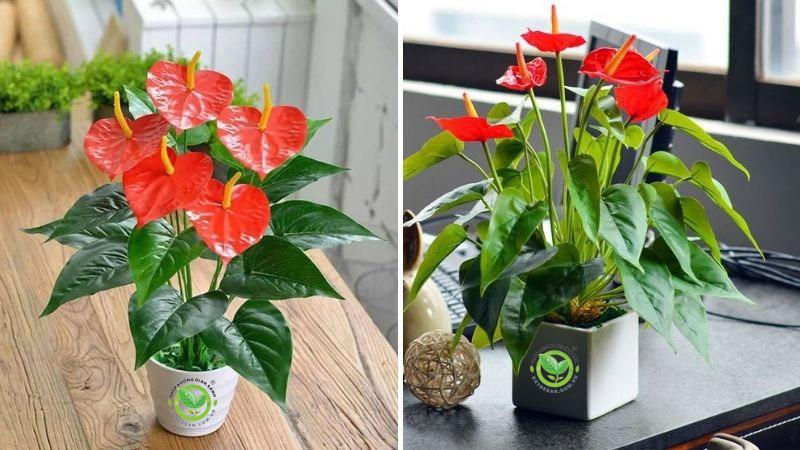 Cây hồng môn Cây hồng môn