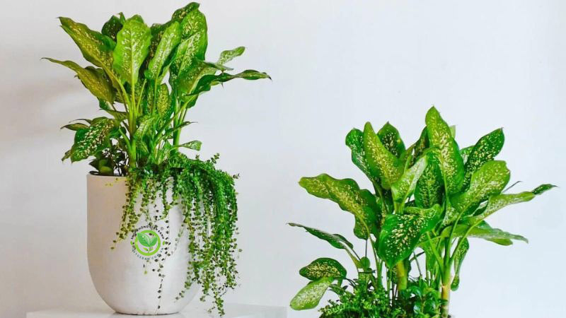 Cây vạn niên thanh Cây vạn niên thanh