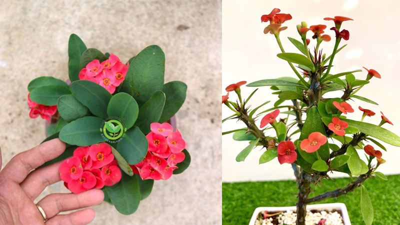 Cây xương rồng bát tiên Cây xương rồng bát tiên