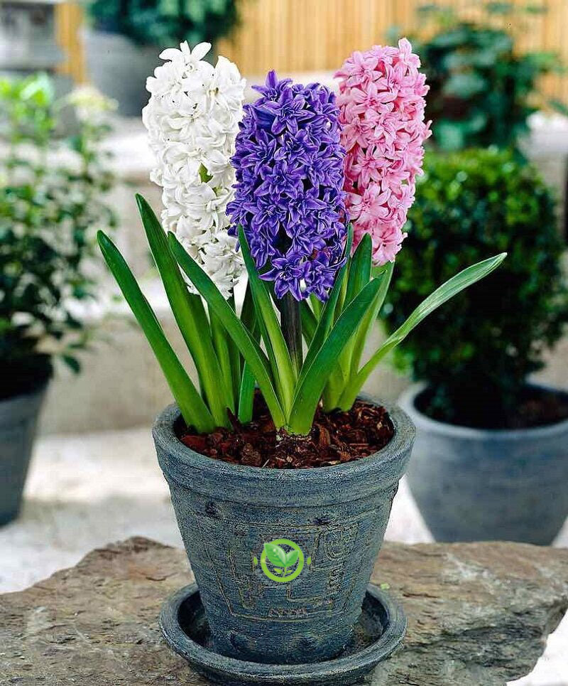 Hoa tiên ông Hoa tiên ông