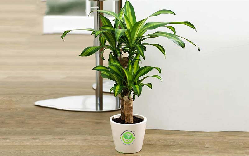 Cây thiết mộc lan Cây thiết mộc lan