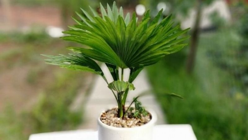 Cây cọ cảnh Cây cọ cảnh