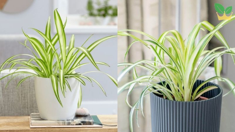 Cây dây nhện Cây dây nhện